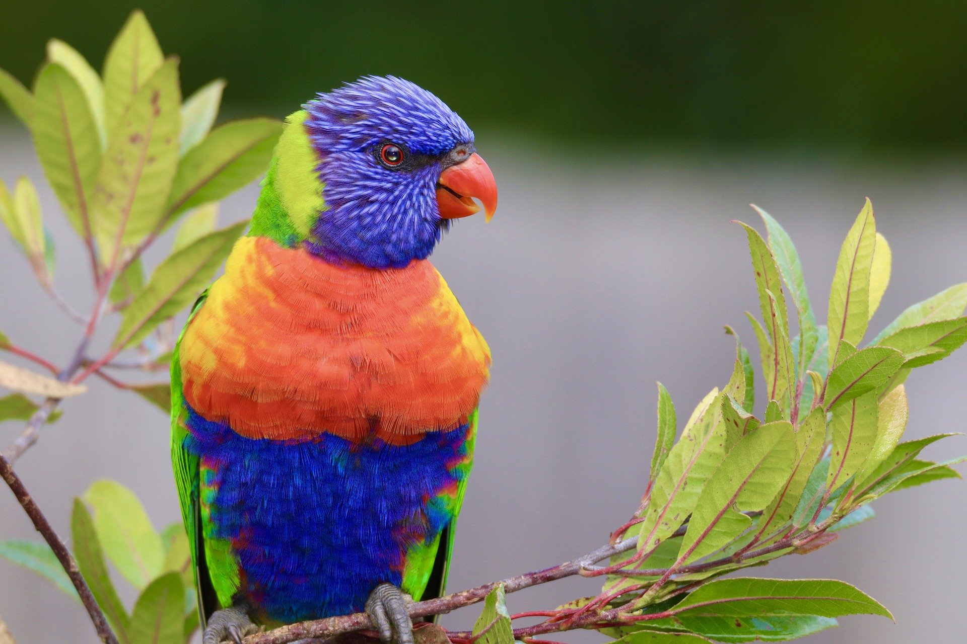 lorikeet-6549172_1920